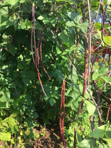 really-stringy-string-beans